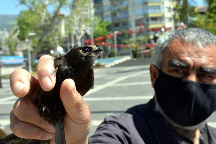 <p>Kahramanmaraş'ta yaşayan Fevzi Çalışkan'ın bahçesine sahurda ebabil düştü. Kuş, Doğa Koruma ve Milli Parklar Kahramanmaraş Şube Müdürlüğü'ne teslim edildi.</p>
