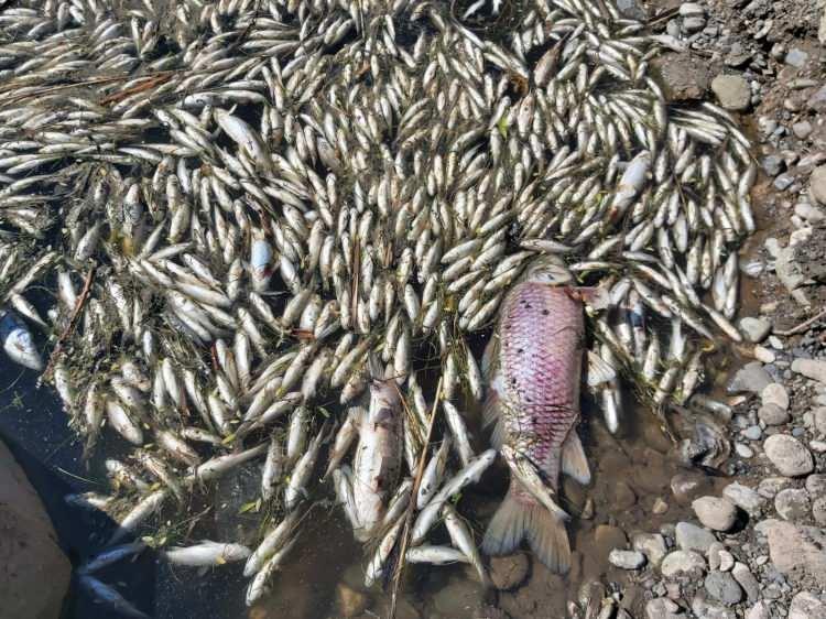 <p>Diyarbakır'da Bismil ilçesinde, Dicle Nehri’nde çok sayıda ölü balık, kıyaya vurdu.</p>
