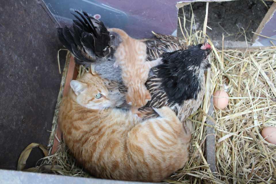 <p>Kocaeli’nin Başiskele ilçesinde kedi ve 3 yavrusu, tavukla birlikte kümeste yaşıyor. Tavuk, anne kedi kümesten çıktığında yavru kedileri kanatlarının altına alıp sahipleniyor.</p>
