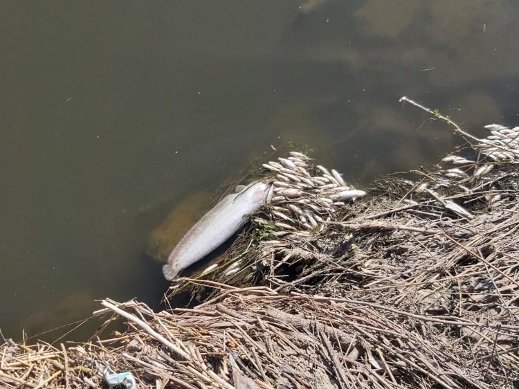 <p>Bismil ilçesine bağlı kırsal Sarılar Mahallesi'nden geçen Dicle Nehri'nde bugün öğle saatlerinde yüzlerce ölü balık kıyaya vurdu.</p>
