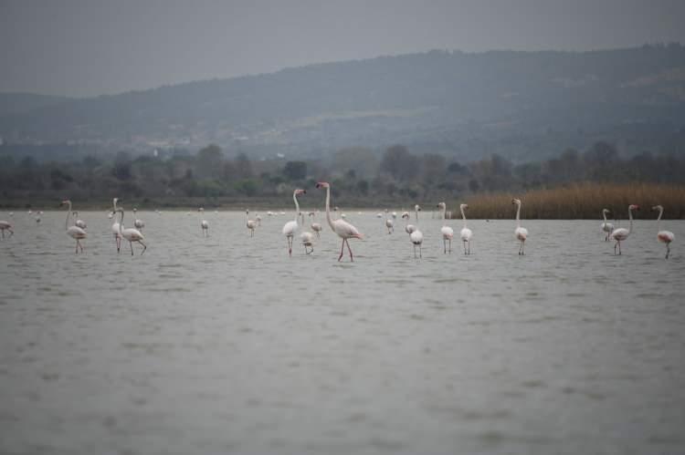 <p>Çanakkale'nin Eceabat ilçesi Büyük Anafarta köyü yakınında, Tarihi Gelibolu Yarımadası'ndaki Suvla Gölü'ne yüzlerce flamingo geldi. Göl üzerinde dolaşıp pembe ve beyaz görüntüleriyle görsel şölen sunan flamingolar, fotoğraf tutkunlarının da ilgisini çekti.</p>
