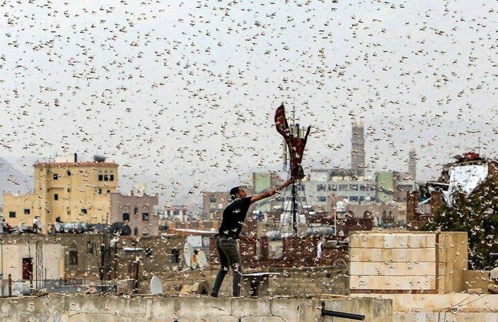 <p>Durumun daha da kötüye gidebileceğini ifade eden Bakan, Suriye sınırına yakın yerlerde yaşayanları, çekirge görmeleri durumunda hükümetin duruma hızlı bir şekilde müdahale edebilmesi için Bakanlığa haber vermeye çağırdı.</p>
