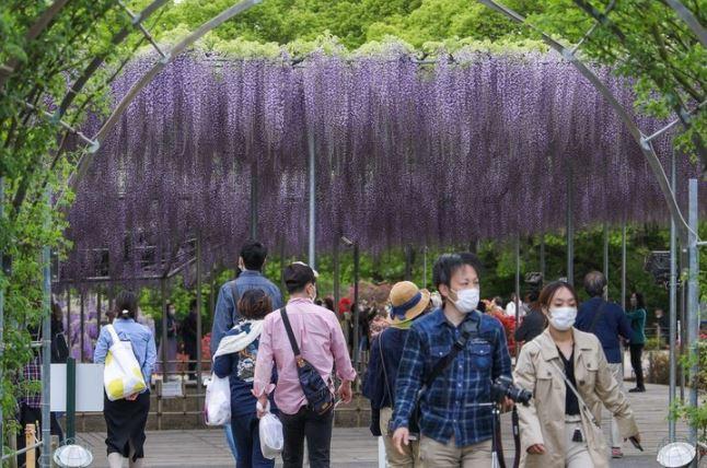 <p>Tochigi Vilayeti'ne bağlı Ashikaga kentinde yer alan park, Japonya'da morsalkım çiçeklerini görmek için en iyi yerlerden biri sayılıyor. Morsalkım çiçekleri bu yıl her zamankinden daha erken açtı. </p>
