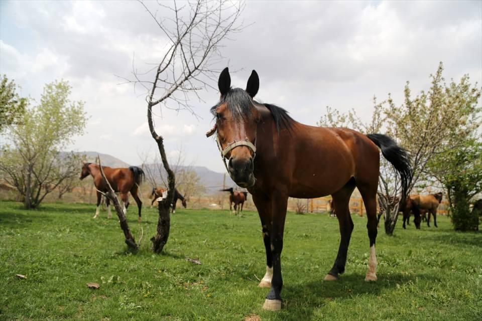 <p>İngiliz atının daha uzun ve büyük ancak uzun mesafede biniş için uygun olmadığını, Arap atlarının ise kısa ve hızlı koştuğunu ancak çabuk yorulduğunu anlatan Dereşuri, "Kaşkay atında hem zerafet vardır hem de Avrupa atlarından daha dayanıklıdır. </p>
