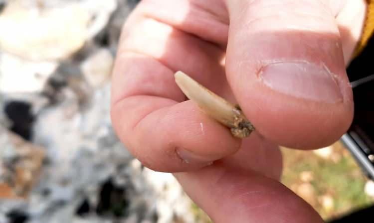 <p>Kayaçlara meraklı bir vatandaşın doğa yürüyüşü esnasında fark ettiği fosil balık dişleri, Adıyaman Müze Müdürlüğüne bildirildi. Adıyaman Müze Müdürü Mehmet Alkan, fosillerin görüldüğü bölgede incelemede bulundu. İlk etapta Eosen ve Üstkretasa dönemine ait olduğu tahmin edildi.</p>
