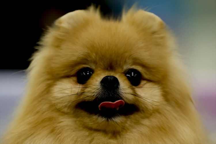 <p>Rusya'nın başkenti Moskova'da düzenlenen “Avrasya 2021” uluslararası köpek fuarı 28’nci kez kapılarını hayvan dostlarına açtı. </p>
<p> </p>