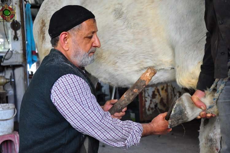<p>Motorlu taşıtların yaygın olmadığı dönemlerde, yük taşımacılığında kullanılan at, eşek ve katırların nallarını yapan, takan ve hayvanların tırnaklarını kesen nalbantların Manisa'daki son temsilcisi Mustafa Kemal Işınak, 55 yıldır mesleğini sürdürüyor. </p>
