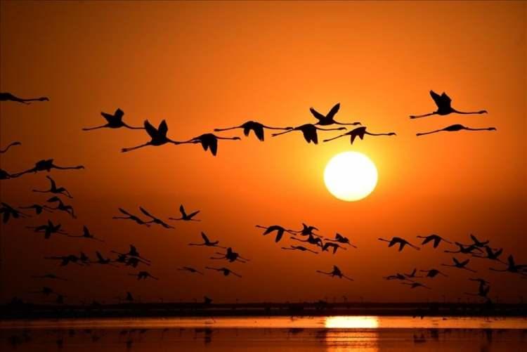 <p>Flamingolar, kendileri için dünyadaki en büyük doğal üreme kolonisi olan Tuz Gölü'ne gelmeye başladı. ( Oğuzhan Demiray - Anadolu Ajansı )</p>
<p> </p>