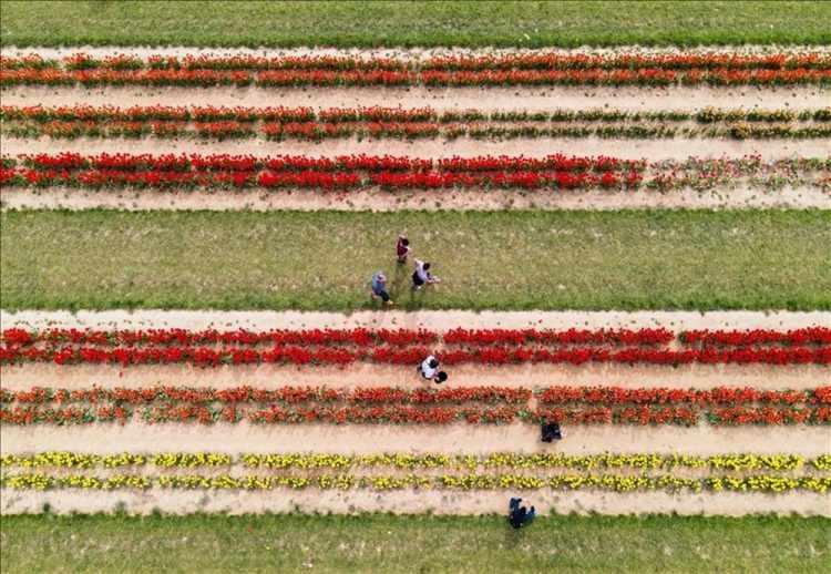 <p>ABD'nin New Jersey eyaletinin Cream Ridge bölgesinde bulunan Holland Ridge Farms çiftliğindeki lale tarlaları, havadan görüntülendi. ( Tayfun Coşkun - Anadolu Ajansı )</p>
<p> </p>