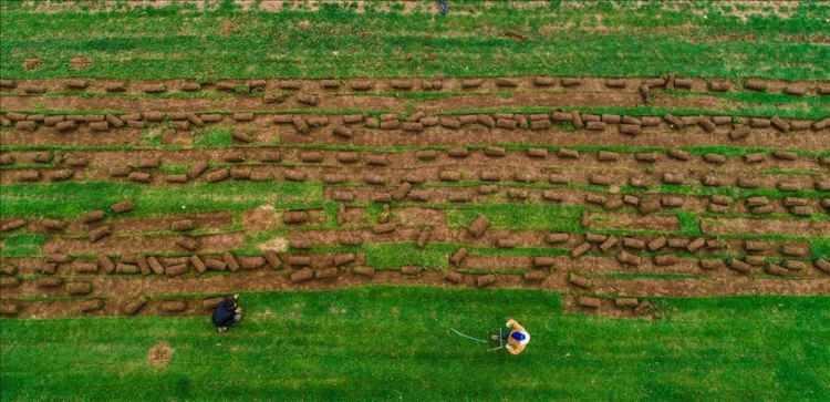 <p>Afyonkarahisarlı Mısırlıoğlu ailesinin 200 dekarlık arazilerinde ürettiği rulo çimler, hem belediyelerin peyzaj çalışmaları için hem de bazı amatör spor kulüplerinin stat zeminlerinde kullanılıyor. ( Arif Yavuz - Anadolu Ajansı )</p>

<p> </p>
