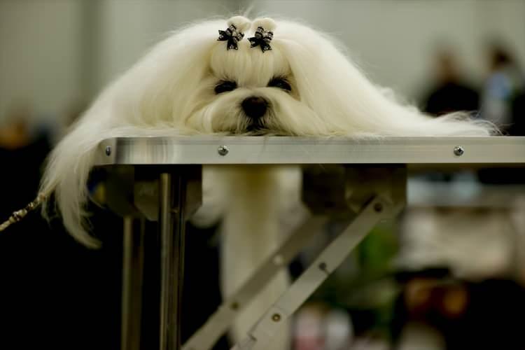 <p> Fuarda ”köpek güzellik ve dans’’ yarışması yapıldı. Yarışmalara katılacak köpekler, sahipleri tarafından özenle hazırlandı.</p>