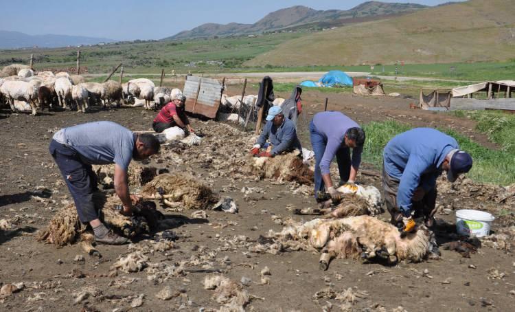 <p>Gaziantep'in İslahiye ilçesinde besiciler, koyunlarının tüylerini kırkmaya başladı. Hayvanların kırkılmasıyla elde edilen yünler, yıkandıktan sonra yatak, yorgan ve yastık yapımında kullanılacak.</p>

<p> </p>
