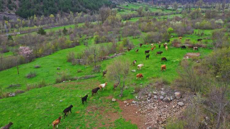 <p><strong>“Kışın bırakılan hayvanları yavruları ile birlikte teslim ediyoruz”</strong><br />
<br />
Belediye Başkanı Gül, kış aylarında bırakılan hayvanların kimi zaman yavruları ile birlikte teslim edildiğini ifade ederek, “Bahar aylarında hayvanlarını geri almaya geldiklerinde yavrusu ile birlikte geri teslim ediyoruz ve böylelikle hayvan sayısı artmış oluyor. Bu hizmet Mesudiye ilçemizden ve hatta çevre ilçelerden de rağbet gördü. Farklı ilçelerden de hayvan kiralama ve hayvan bırakma gibi taleplerle de karşılaşıyoruz” şeklinde konuştu.</p>

<p> </p>
