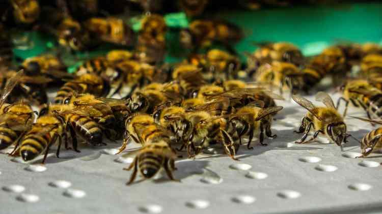 <p>Tarım Bakanlığı tarafından, koruma altına alınan ‘Kafkas arı ırkı’ kaçak arı girişleri nedeniyle melezleşme riski ile karşı karşıya. </p>
