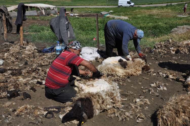 <p>Hayvanların sıcaktan etkilenmelerini önlemek için koyunları, sıcakların başladığı mayıs ayında kırkmaya başlıyoruz. </p>
