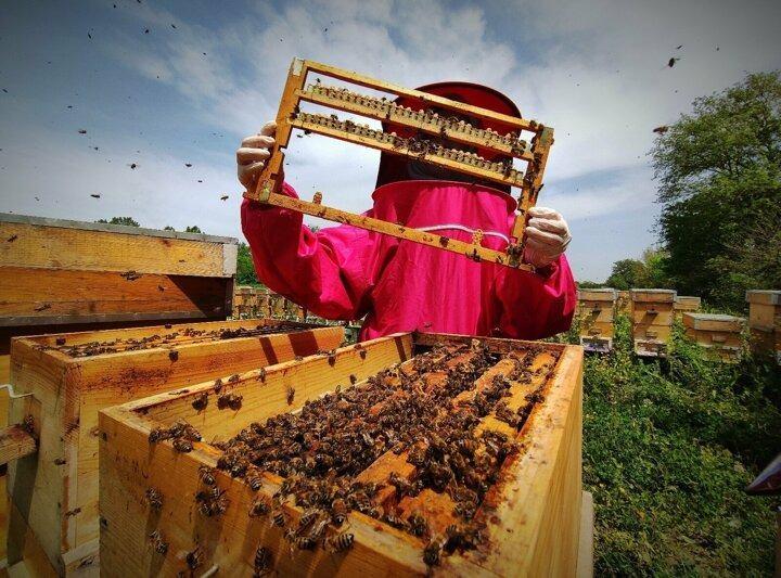 <p>Genç işçi arıların, ana arı adaylarını ve ana arıları beslemek için ürettiği arı sütünün sağımı, çiçeklerin açtığı nisan ayında başlıyor ve ağustosa kadar devam ediyor.</p>
