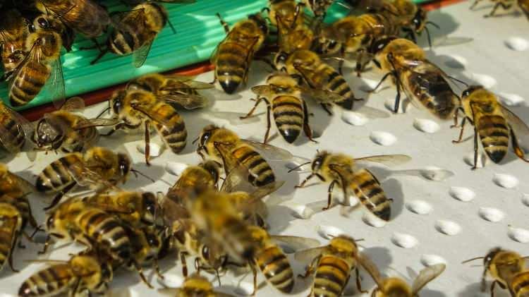 <p>Ardahan’a kaçak arıcılar tarafından sokulan İtalyan melez arılar, dünyadaki en önemli dört arı ırkından olan Kafkas arılarını tehdit ediyor.<br />
 </p>
