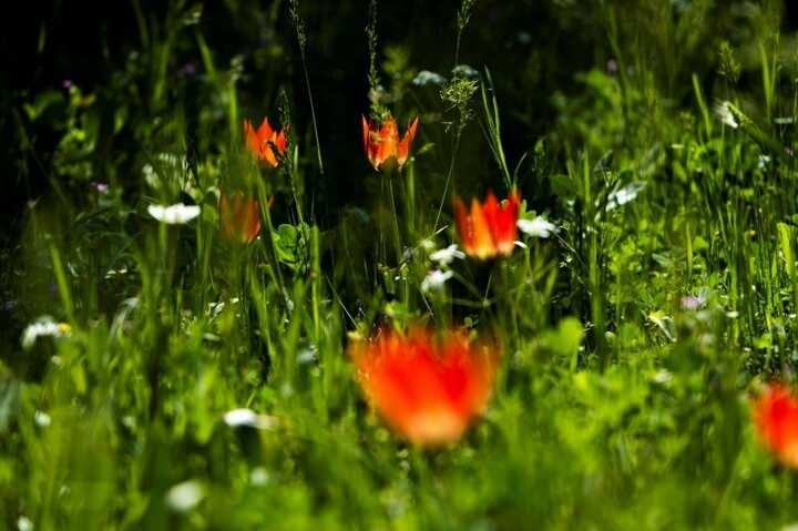 <p><strong>1517 metredeki en pahalı çiçek</strong></p>

<p>Endemik bir bitki olan Manisa Lalesi, Çevre Kanunu kapsamında koruma altında bulunuyor. Milli Park içinde doğal bitki örtüsünü tahrip etmek ve endemik bir bitki olan Manisa Lalesi'ne zarar vermenin cezası 80 bin 460 liraya yükseldi. Öte yandan laleleri ticari amaçla koparan şirketlere ise mevcut ceza katlanarak uygulanıyor.</p>
