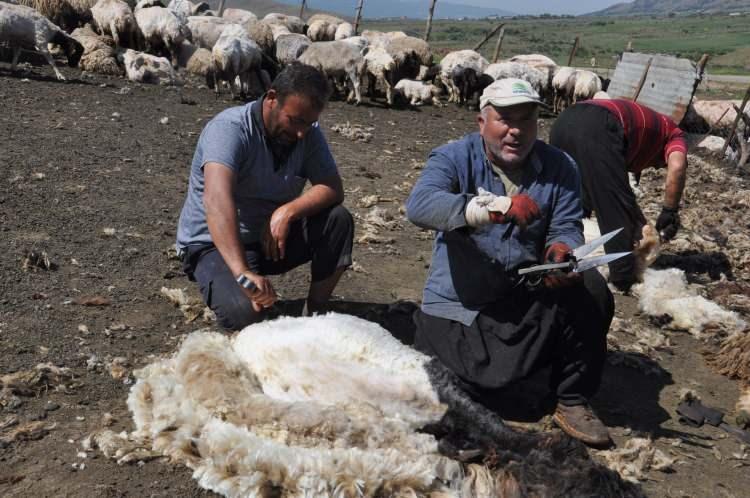 <p>Elde ettiğimiz yünleri ise temizlendikten sonra ihtiyacımız olan yatak, yorgan ve yastık yapımında kullanıyoruz. İhtiyaç fazlası yünleri ise satıyoruz" dedi.</p>
