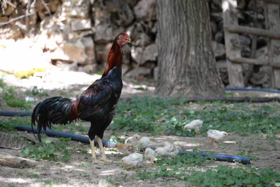 <div>Kocaköy ilçesine bağlı kırsal Tepecik Mahallesi'nde oturan Mehmet Laçin'in tavuğu, kuluçkadan kalktıktan sonra bir daha yerine dönmedi. </div>
