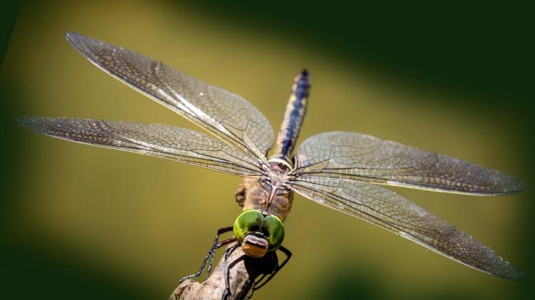 <p> </p>

<p class="MsoNormal">Avustralya'daki araştırmacılar bunun için, drone'ların gelecekteki tasarımını geliştirebilmek adına doğal dünyadaki en eski uçan makinelerden birinden yardım alacak: Yusufçuklar<o:p></o:p></p>

<p> </p>
