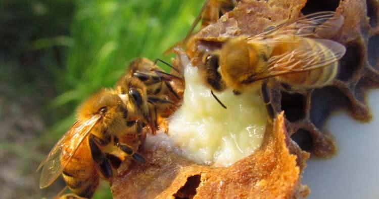 <p>Koronavirüs sonrası doğal besinlere olan talep arttı. Bunlardan biri de arı sütü oldu. Bağışıklığı güçlendirerek virüslere karşı anında antikor üretimine fayda sağlayan arı sütünün kilosu ise 8 bin TL'den başlıyor. </p>
