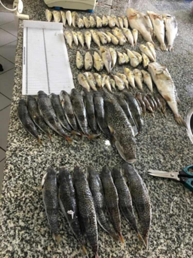 <p>Fakat bu balıklar insan sağlığını tehdit etmiyor. Ekonomik anlamda balık yetiştiriciliğinde ve avcılıktan elde edilen balıkların sayısının ciddi anlamda azalmasında etken olabilirler."</p>
<p> </p>