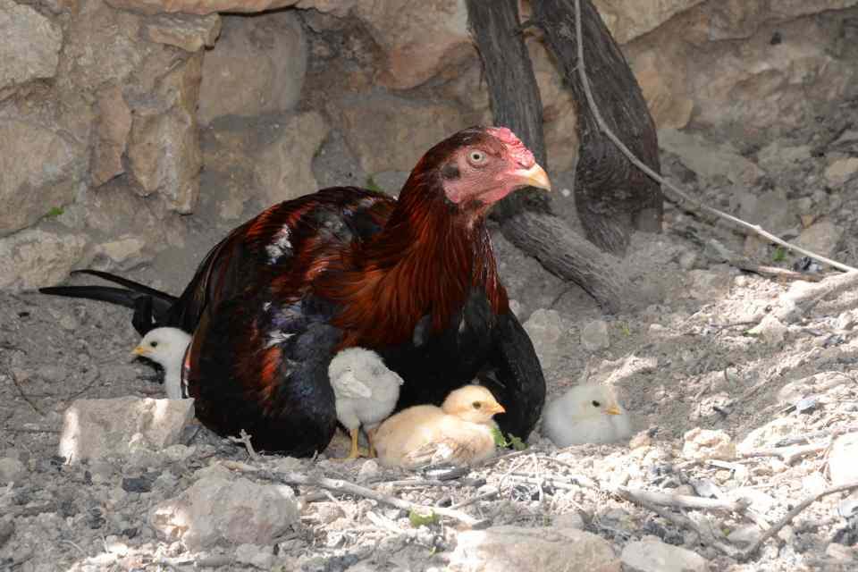 <p>Horozun kuluçkadan kalkmadığını gören sahibi Mehmet Laçin (73), altına fazladan yumurtalar bıraktı. 21 günlük kuluçka sonrası sağ kalan 8 civcivi horoz korumaya aldı. </p>

<p> </p>
