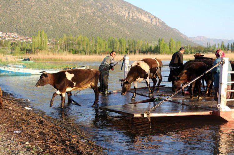 <p>Tarım arazileri oldukça yetersiz olan aileler bu nedenle her yıl baharın gelmesiyle hayvanlarını Gedikli köyünün batısında yer alan Çetir Yaylası'na sürerek ekim ayı sonuna kadar burada otlatıp, maliyeti düşürmeye çalışıyor.</p>
