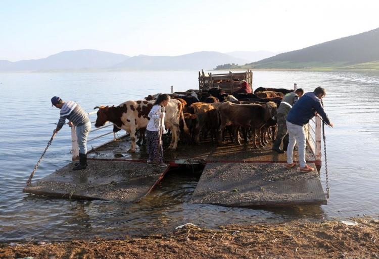 <p>Mada Adası sakinlerinin bu yıl da adadan Gedikli köyü yaylalarına göçü başladı. Sabahın ilk ışıklarından gün sonuna kadar devam eden göçte, karaya ayak basan hayvanlar başlarında sahipleriyle yaklaşık 10 kilometre uzaklıktaki serin yaylaların yolunu tuttu.</p>
