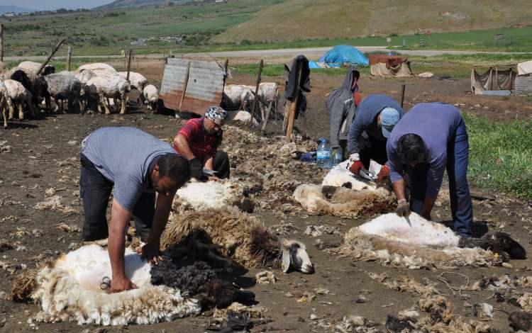 <p>Ağalarobası Mahallesi kırsalında besicilik yapan, 250 koyun sahibi Hacı Veli Göğebakan, "Her yıl havaların ısınmaya başlamasıyla koyunları kırkıyoruz. </p>
