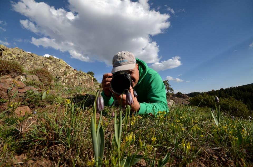 <p>Zengin florasıyla baharda çiçeklerle bezenen ilçe merkezine 10 kilometre uzaklıktaki 2 bin 500 rakımlı Keklik Vadisi, Sulu Dere ve Aşıt Tepe'de açan ters lale türünden "Kaf" laleleri, çiğdemler, mor kardelenler sarıçam ormanlarında renk cümbüşü oluşturdu.</p>
<p> </p>