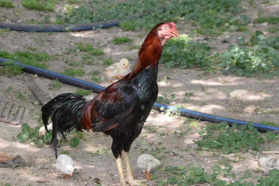 <p>Diyarbakır'ın Kocaköy ilçesinde kuluçkaya oturan tavuk kalkınca, kümesteki horoz tavuğun yerine geçti. Horozu gören tavuk bir daha kuluçkaya oturmadı. </p>
