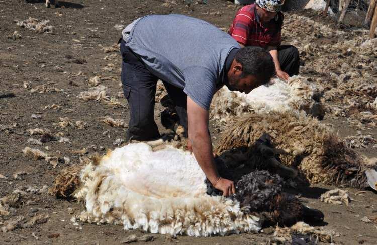 <p>Havaların ısınmaya başlamasıyla besiciler, sıcaktan etkilenmelerinin önüne geçmek için koyunlarını kırkmaya başladı.</p>
