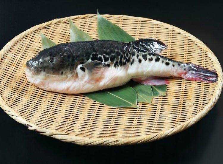 <p><span style="color:#000000"><strong>4 - FUGU BALIĞI</strong></span></p>
<p><span style="color:#000000"><strong>Japonya'ya ait bir balık olan Fugu, ancak lisans sahibi şeflerin hazırlayabileceği bir yiyecektir. Çünkü yiyeni öldürebilir bu nedenle doğru hazırlanması gerekir. İyice temizlenmesi gerekir.</strong></span></p>