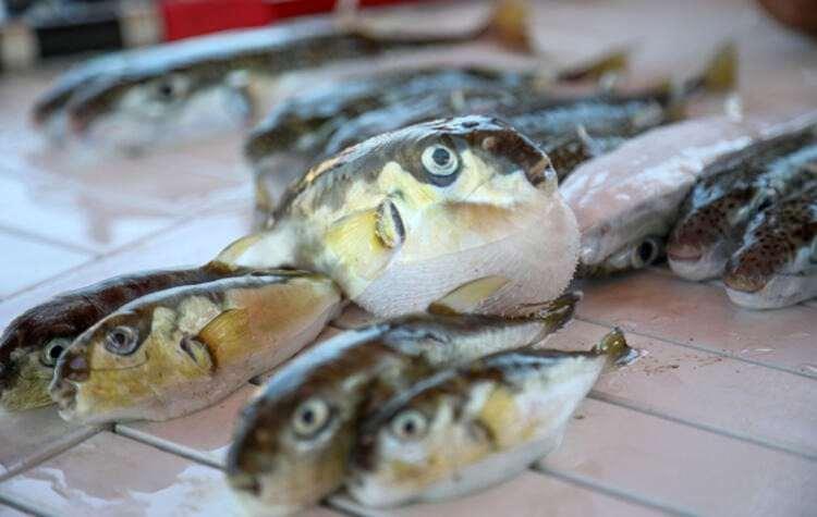 <p>Bunlardan en bilineni caligus lagocephali. Bu balıklar Japonya, Hindistan kıyılarından göç ederek üzerlerindeki parazitleri Akdeniz’e ulaştırdı. Bu parazitlerin ekonomik değere sahip balıklara sıçraması durumunda ciddi ölümlerle karşılaşma olasılığımız var.</p>
<p> </p>