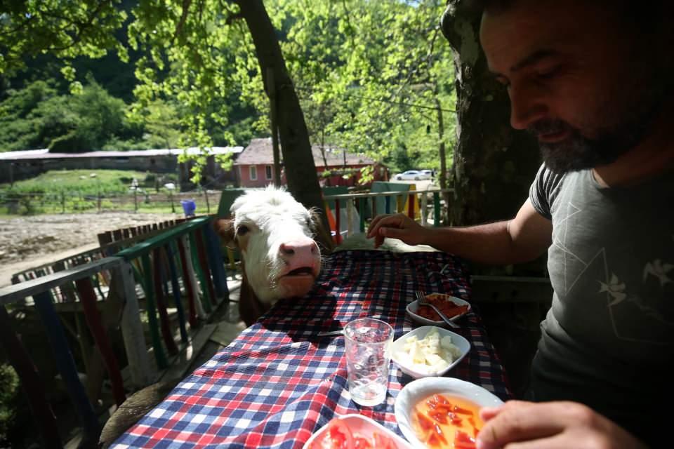 <p>"Paşa"nın diğer hayvanlarla dolaşmadığını, insanlara yakın olduğunu dile getiren Pirdal, şöyle konuştu:</p>
<p>"Hayvanlar otlamaya gidiyor, o tesise geliyor. Buraya çok alıştı. Mutfaktan çıkmıyor. Koşuyorum benimle koşuyor. Nereye gitsem peşimden ayrılmıyor. </p>