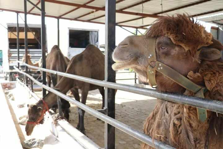 <p>Sığma Mahallesi'nde oturan ve 30 yıldır deve üreticiliği yapan Raşit Durmaz, "15 yıldır deve sütü üretimi de yapıyorum. 9 devem var. 1 deveden 2 ile 3 litre arası süt alıyoruz.</p>
