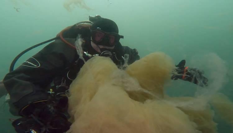 <p>İzmit Körfezi'nde görülen ve "deniz salyası" olarak adlandırılan müsilaj, dibe çökerek yaklaşık 20 metre derinlikte varlığını sürdürüyor.</p>
