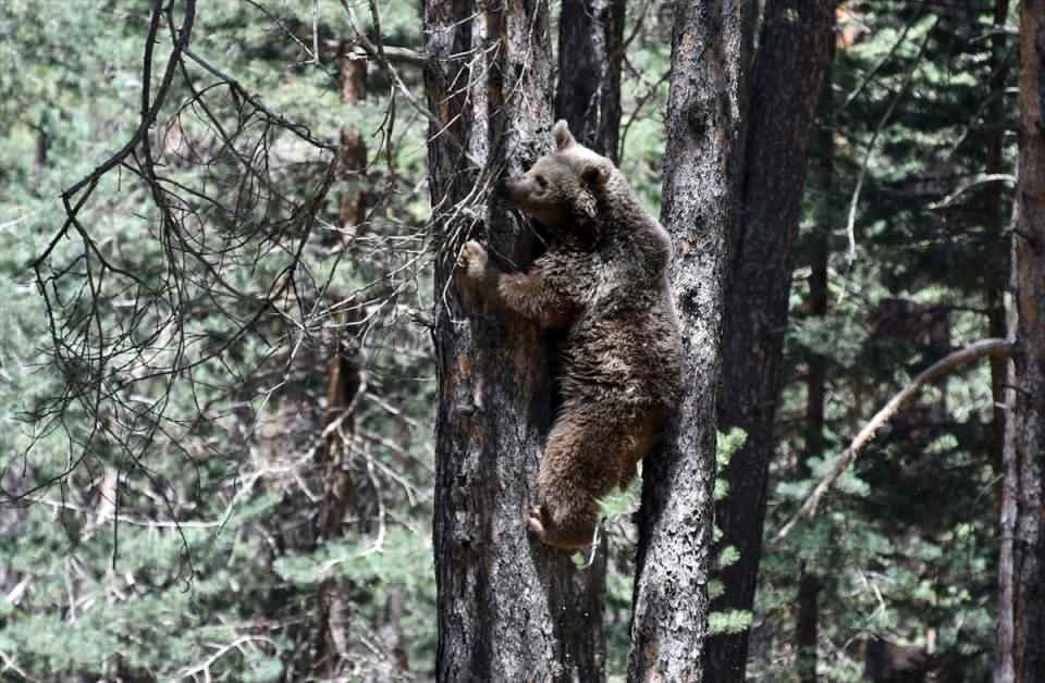 <p>Daha önce yerde çok ayı gördük ama ağacın üstünde ilk defa bir ayıyla karşılaştık." dedi.</p>

<p> </p>
