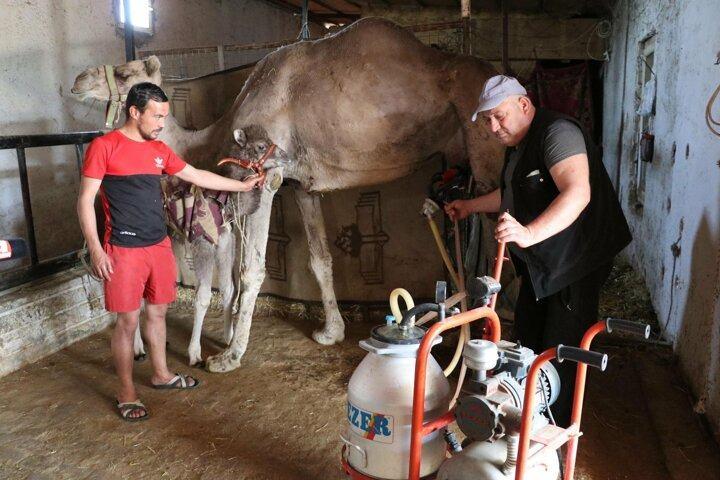 <p>Yurt dışından tatile gelenler, dondurulmuş deve sütlerimizi yanlarında götürüyor. Hollanda, Almanya, Fransa gibi ülkelere de deve sütü gönderdik" dedi.</p>
