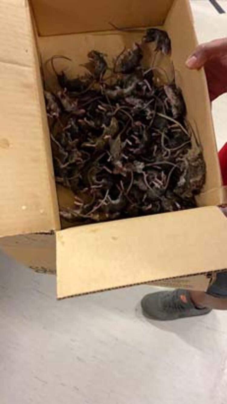 <p>Çiftçi heyeti, fare istilasından etkilenenlere çiftlik başına 25 bin dolar yardım verilmesini talep ediyor.</p>

<p> </p>
