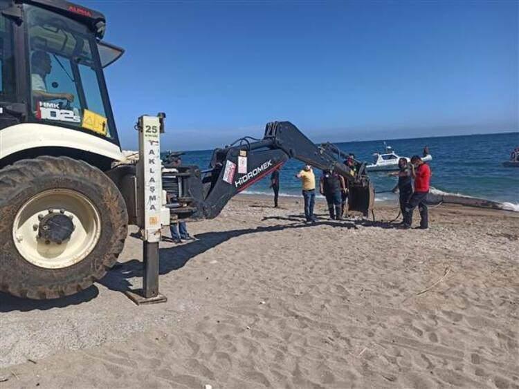 <p>"Batı Akdeniz'de, Fransa, İspanya'da çok sık görünen bir tür. Bu tür bireyler tek tek de 5-6 kişilik küçük gruplar halinde de gezebilir. Doğu Akdeniz'de nadir de olsa görülür. Görülme sıklığını tam bilemiyoruz çünkü kıyıya çok yaklaşmıyorlar. Genelde planktonlarla besleniyorlar. Doğu Akdeniz'de de nadiren görülüyor."</p>

<p> </p>

<p> </p>
