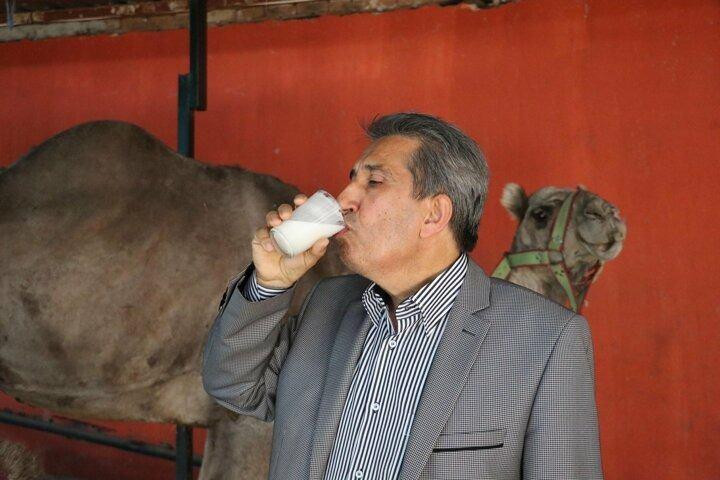 <p>Sarayköy ilçesi, Türkiye'nin önemli deve üretim merkezleri arasında yer alıyor. İlçede bulunan çiftliklerde erkek develer, güreşler için hazırlanırken, dişi develerden de süt elde edilip satılıyor.</p>
