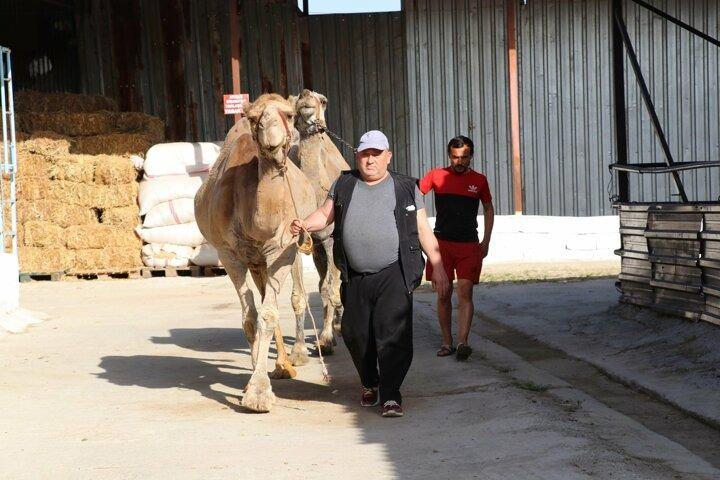 <p>Deve sütünün şifa kaynağı olarak görüldüğünü belirten Durmaz, "Koronavirüs döneminde, deve sütüne yoğun talep var. Bağışıklığa iyi geldiği biliniyor. Taleplere yetişemiyoruz. Talep oranı geçmişe göre, yüzde 150 arttı. Alıcılar için liste oluşturduk. Müşterilerimiz sıralarını bekliyorlar" diye konuştu.</p>
