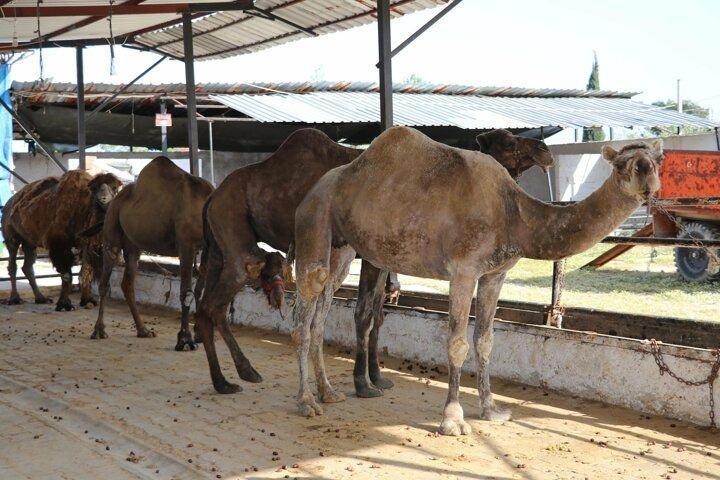 <p>Denizli''nin Sarayköy ilçesinde üretimi yapılan deve sütüne, koronavirüs salgını döneminde talep, yüzde 150 arttı. Türkiye'nin birçok şehrinin yanı sıra yurt dışına da gönderilen deve sütü, litresi 100 liradan alıcı buluyor.</p>

<p> </p>
