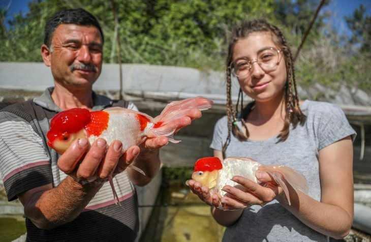 <p><strong>Antalya'da çiftçi Ali Kaçak, 11 yıldır ailesiyle birlikte cam sera içine kurduğu üretim havuzlarında süs balığı üretip yetiştirerek satıyor. Ali Kaçak, sebze üretimini bıraktıktan sonra oğlu Kemal ve kızı Elif ile birlikte cam serada süs balığı üretimine başladı. İç piyasanın talebini karşılamakta bir hayli zorlandıklarını söyleyen Kaçak, "Yıllık 300 binin üzerinde balık yetiştirme potansiyelimiz var" dedi.</strong></p>

