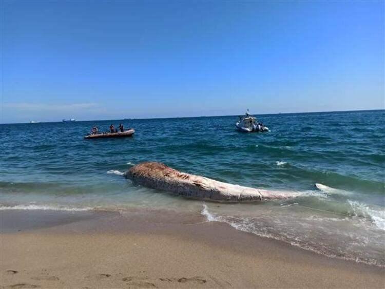 <p>Mersin'de 200 metre açıkta büyük bir cismin yüzdüğünü gören vatandaşlar ekiplere haber verdi. Yapılan araştırmada cismin 10 metre boyunda oluklu balina olduğu ortaya çıktı. Ölü oluklu balina, Büyükşehir Belediyesi ve Yenişehir Belediyesi ekipleri tarafından iş makinesiyle denizden çıkarıldı.</p>
