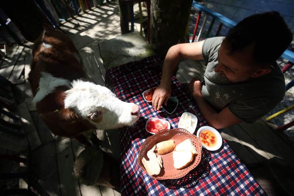 <p>Annesinin ve diğer hayvanların yanına çok fazla gitmeyen, sürekli peşinde dolaşan buzağıya "Paşa" ismini veren Pirdal, zamanla ona alıştı.</p>
<p> </p>