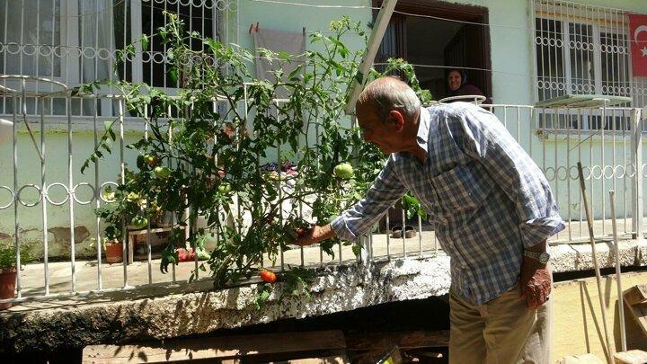 <p>Adana'nın Kozan ilçesinde bir evin beton balkonunda çatlatan çıkan domates görenleri şaşkına çevirdi.</p>

<p> </p>
